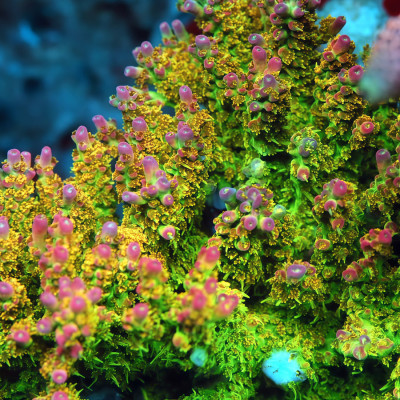 TIA Tropical Fairy Acropora Millepora Colony (cut to order)