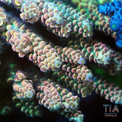 TIA Opal Pulse Acropora Colony (cut to order)