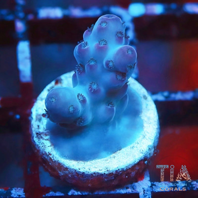 POTO Blue Monster Acropora Frag