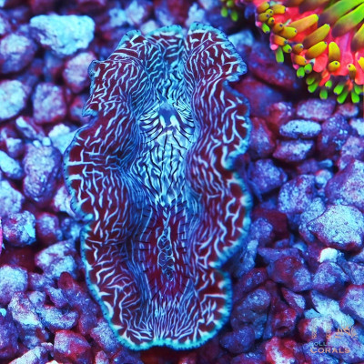 Derasa Clam