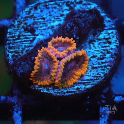 Acid Reflux Zoanthias