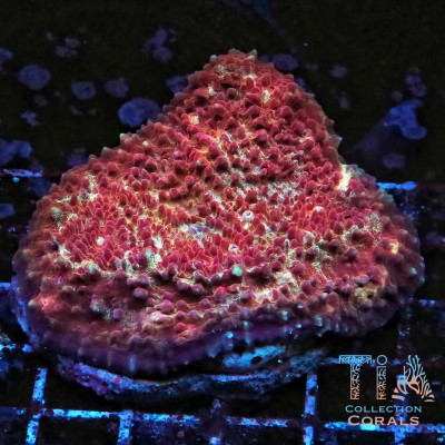 TIA Fira Reserve Bubble Chalice Colony (cut to order)