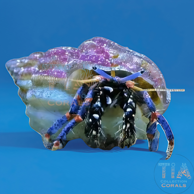 Blue or Red Legs Hermit Crab 5 lots