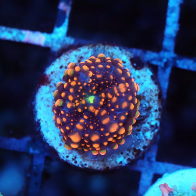 Mother Attached Tank Grown Dough Boy Mushroom 1