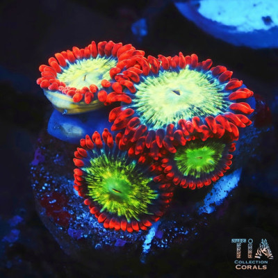 Fireball Zoanthids Frag