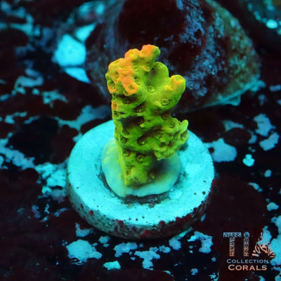 TSA Bill Murray Acropora Frag