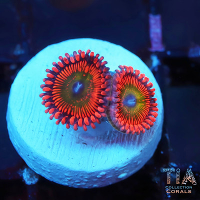 Bower Zoanthids Frag
