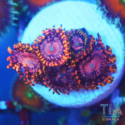 Koala Eye Zoanthids