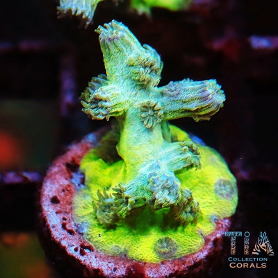 Lemon Drop Branching Cyphastrea Frag