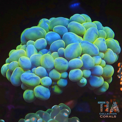 Branching Bubble Coral Frag