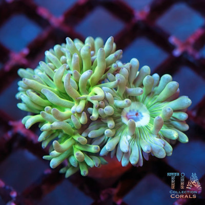 Aussie Neon Green Duncan