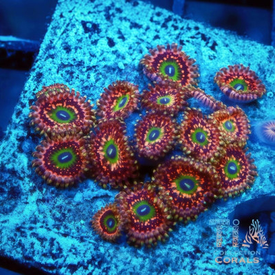 Demogorgon Zoanthids Frag