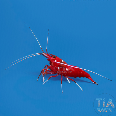 Blood Red Fire Shrimp (fish cleaner)