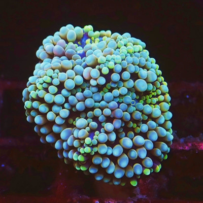 Blue Rainbow Florida Ricordea Frag