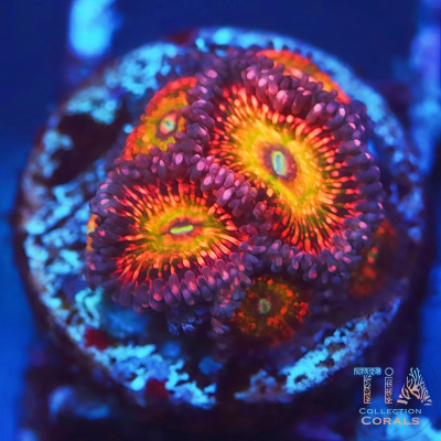 TIA Krak God Zoanthids Frag RARE