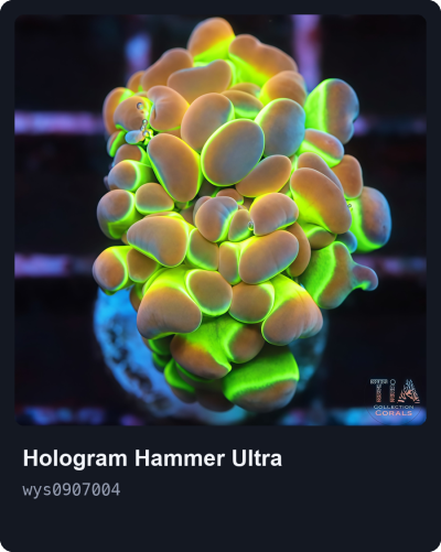 Grade Extra Hologram Hammer Frag