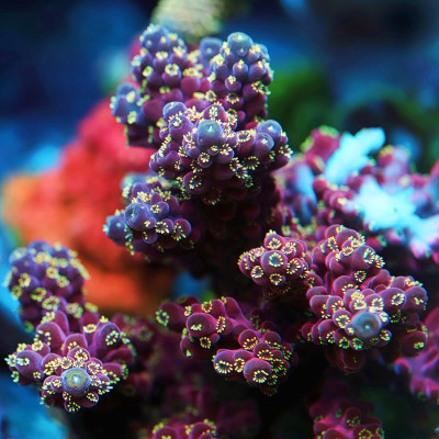 TIA Shock Wave Acropora Colony (cut to order)