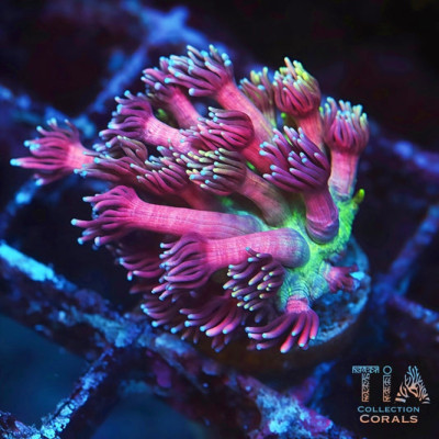 TIA Pink Flamingos Goniopora