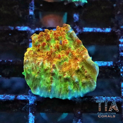 TIA Molten Orbs Chalice Frag