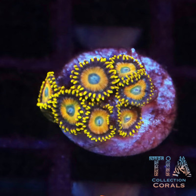 Scrambled Eggs Zoanthids Frag