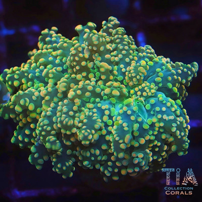 Lime Green Octospawn Frag