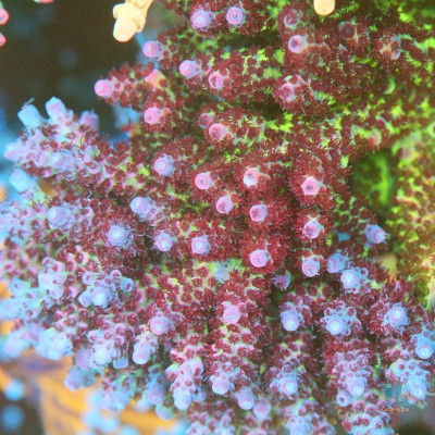TIA Ghost Peony Acropora Colony (cut to order)