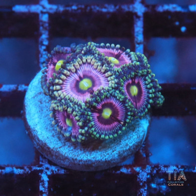 Purple Crystal Zoanthids