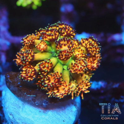 Grand Master Goniopora Frag