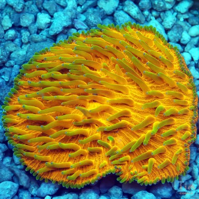 24k Golden Plate Coral
