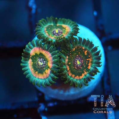 TIA Mossfire Zoanthids Frag
