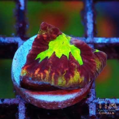 JF Psycho Rainbow Rim Favia