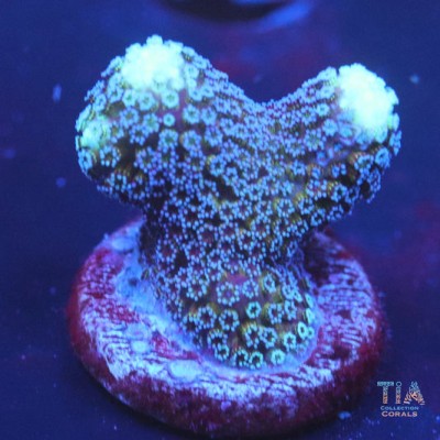 Milka stylophora Frag