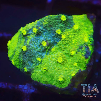 Green Grafted Monti Cap Frag