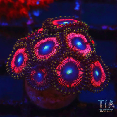 Pluffy Candycane Zoanthids