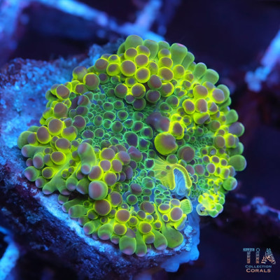 Lemon Drop Rainbow Yuma