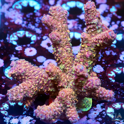 TIA Phoenix Glow Acropora Colony (cut to order)