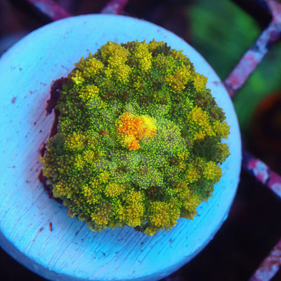 TIA Solar Garden Bounce Mushroom