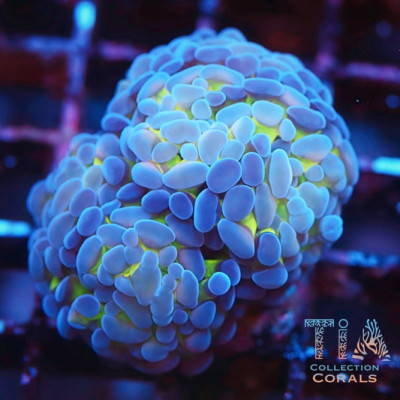 TIA Snowdrift Hammer Frag