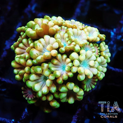 New Released TIA Spring Mist Alveopora