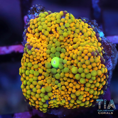 Rainbow Ricordea Florida Frag