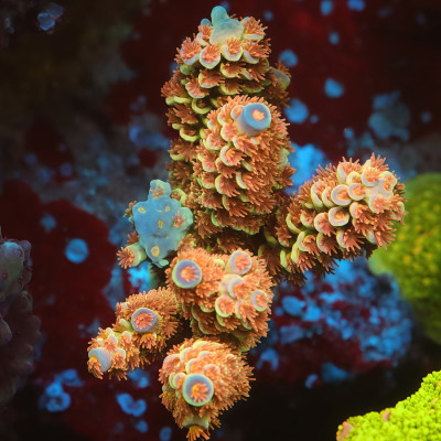 TIA Signature Orange Spark Acropora Colony (cut to order)