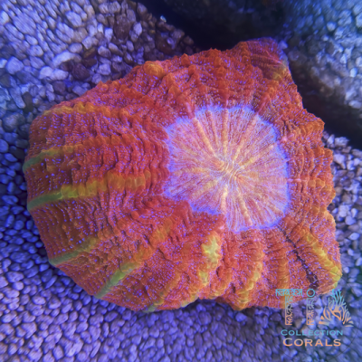 5’’ + TIA Sunset Ember Acanthophyllia