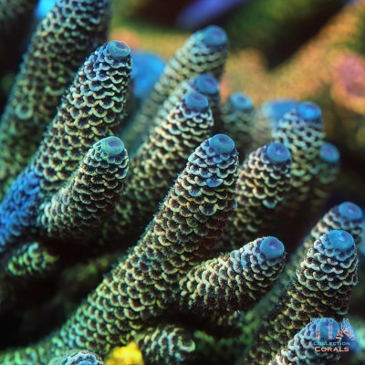 TIA Signature Blue Whale Spath Acropora Colony (cut to order)