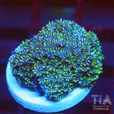 Blue Sympodium Coral