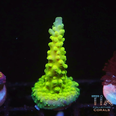 ORA Frogski Acropora Frag