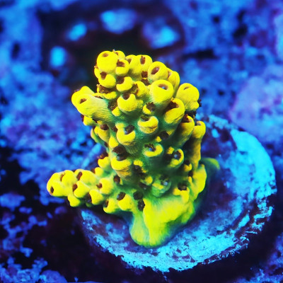 WWC AfterParty Acropora Frag