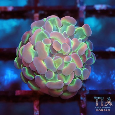 Grade Extra Hologram Hammer