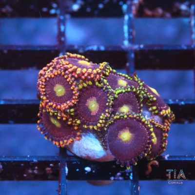 Bozo Birthday Zoanthids