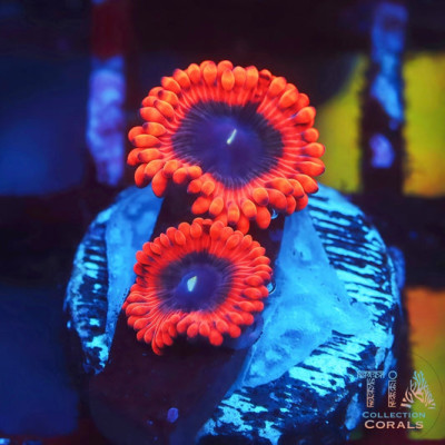 Fire Dot Zoanthids