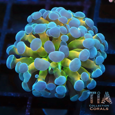 Blue Tips Holy Grail Frammer